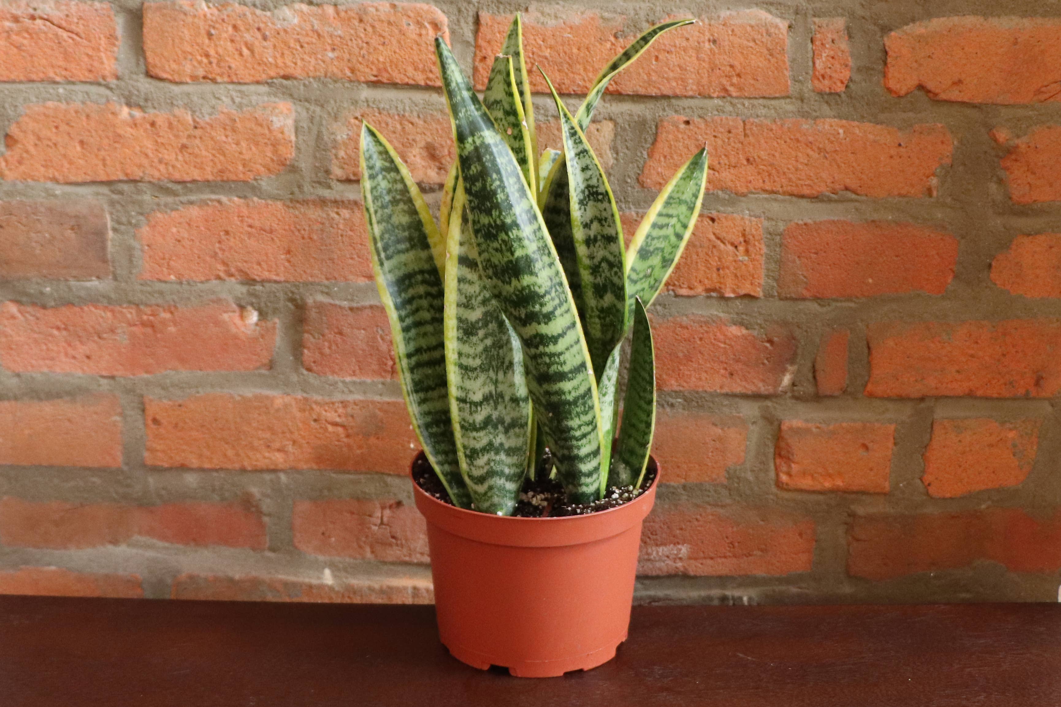 Thorsen's Greenhouse - Wholesale Live Plant - Snake 'Laurentii', Variegated Snake Plant - Live Plant6