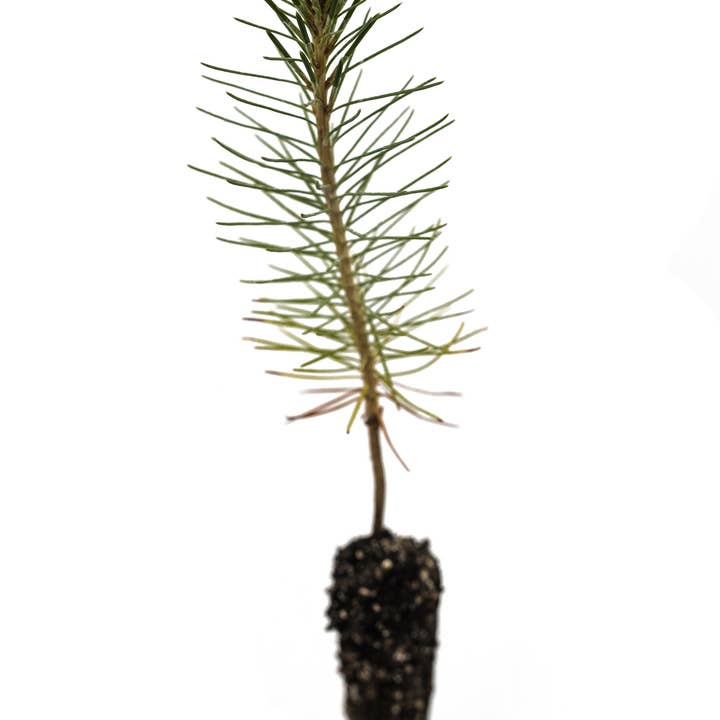 The Jonsteen Company - Wholesale Live Plant - Bonsai Starter | Packaged Live Tree