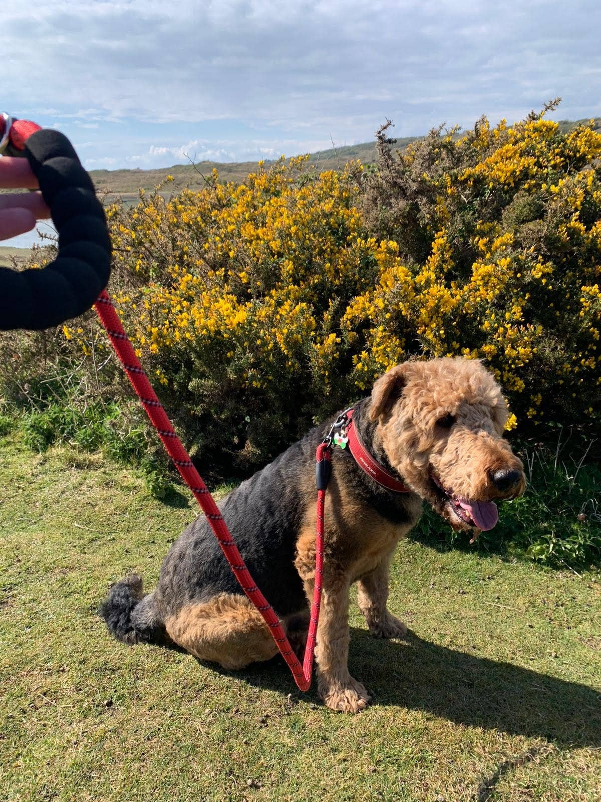 Pet Wiz - Wholesale Pet Leash - Dog - Reflective Dog Rope Lead With Padded Handle6