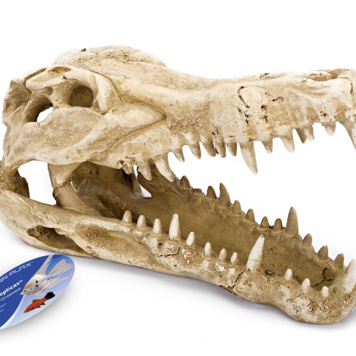 Penn-Plax - Wholesale Decorative Tabletop Object - 9"L x 4" W X 5 ½"H Crocodile Skull
