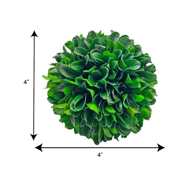 2626 Designs - Wholesale Dried/Pressed Flowers - Box of 3 Preserved Decorative Boxwood Cockscomb Topiary Ball4