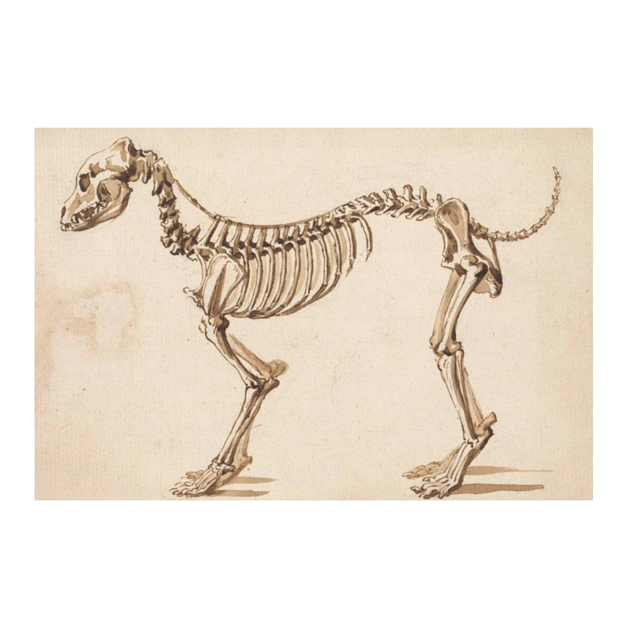Print Pothecary - Wholesale Art Print - Dog Skeleton Canvas Print - Apothecary Art for Home or Office - Apothecary Decor3