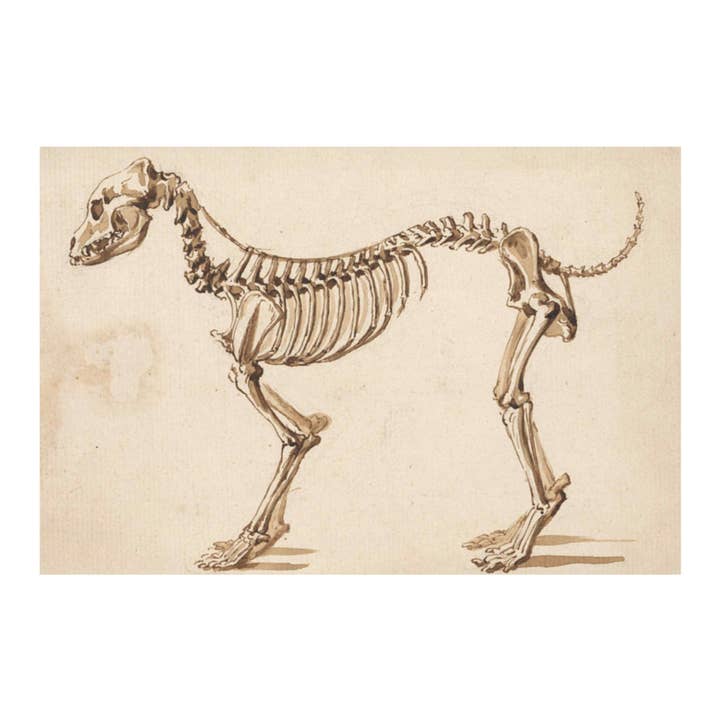 Print Pothecary - Wholesale Art Print - Dog Skeleton Canvas Print - Apothecary Art for Home or Office - Apothecary Decor3