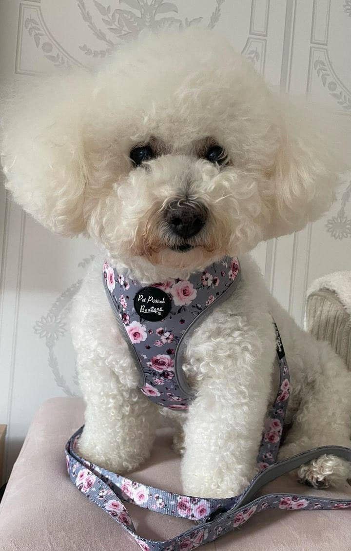 Pet Pooch Boutique – wholesale Pet harness – Dog – Secret Garden Puppy Dog Harness/Optional Accessories/Wedding6