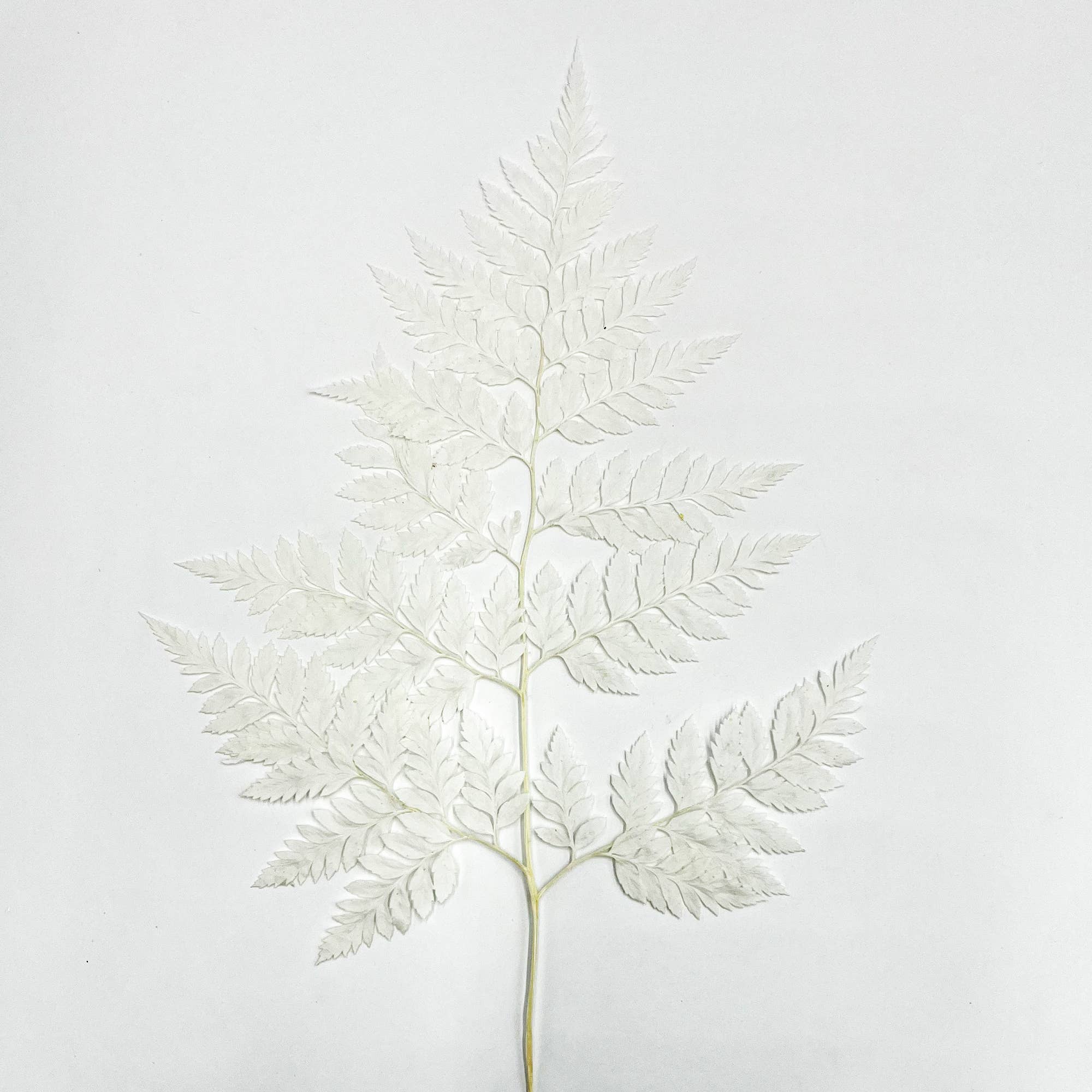 2626 Designs - Vente Fleur séchée/pressée - Fougère Davallia Mariesii séchée et préservée0