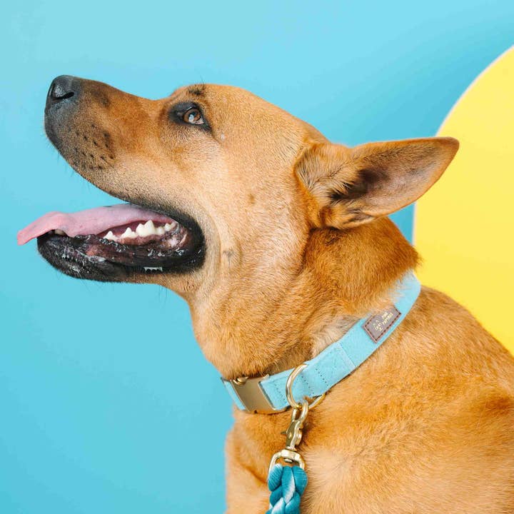 Pink Papyrus | Premium, Durable, & Stylish Dog Products - Vendita all'ingrosso Collare - Cani - Collare per cani Perry | Collare per cani blu | Collare per cani5