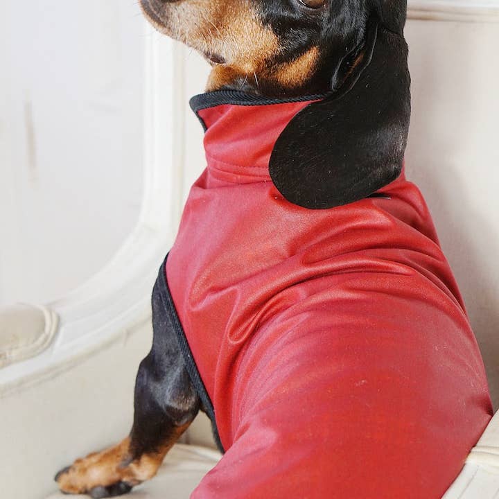 Dachshund Couture - Wholesale Pet Raincoat - Dog - Dog raincoat Friedrich2