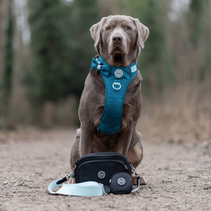 Bailey and Coco – wholesale Pet treat bag – Dog – Dog Walking Bag - Black with Spice It Up Strap9