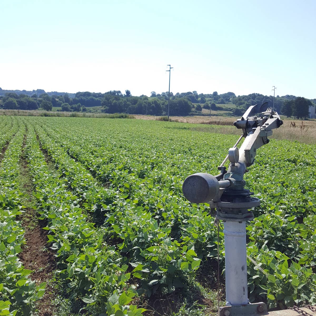 A.G.R. s.r.l. – wholesale Beans – ORGANIC Black Beans 300g. [EU only]2