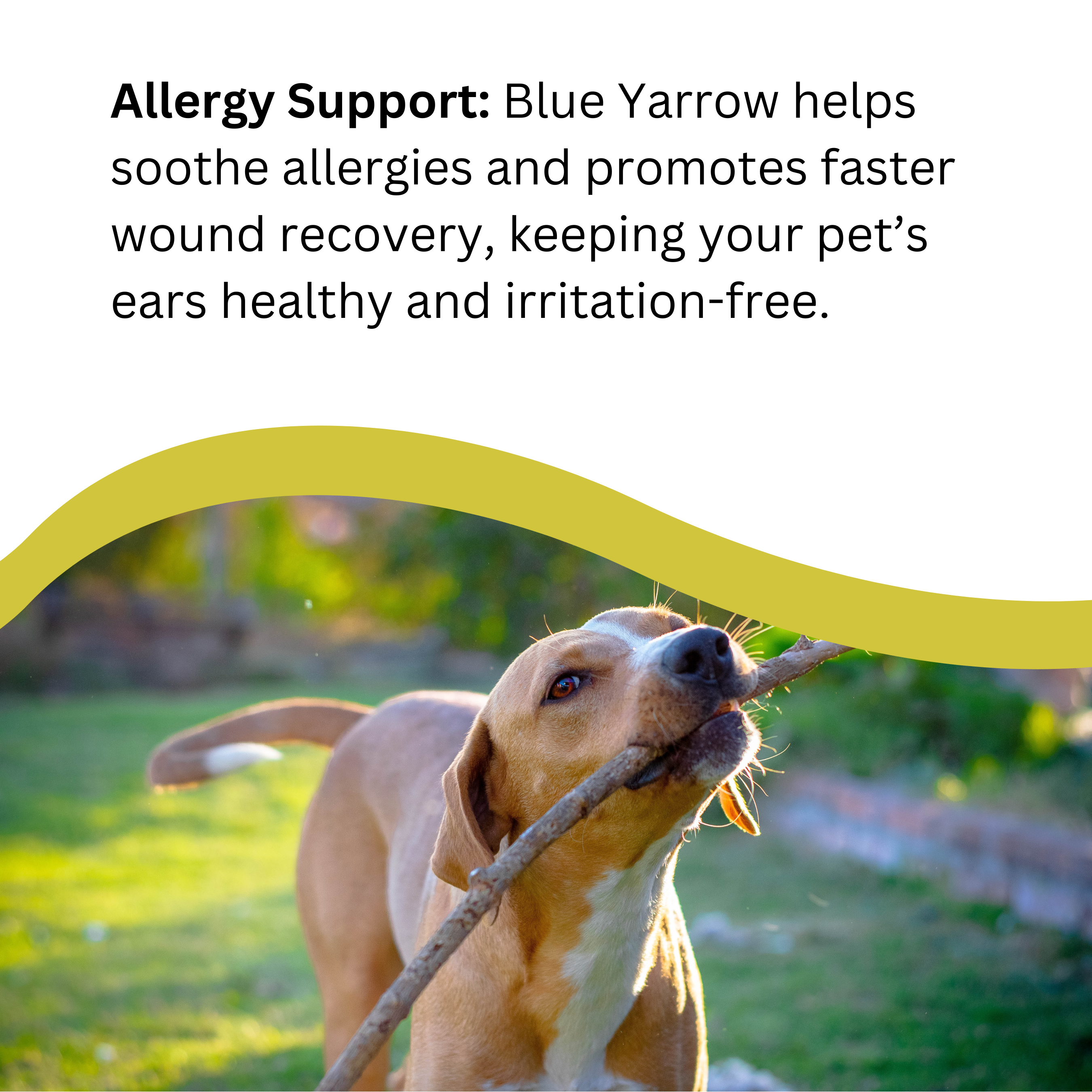 Natures Greatest Secret – wholesale Pet supplement – Dog – Cleansing Colloidal Silver PetCare Ear Drops for Dogs 30ml5