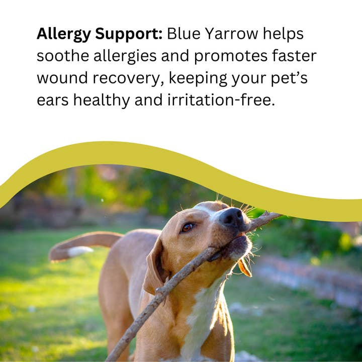 Natures Greatest Secret – wholesale Pet supplement – Dog – Cleansing Colloidal Silver PetCare Ear Drops for Dogs 30ml5