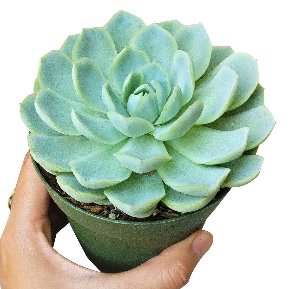 Best Plant Friend - Vente Succulentes - Echeveria Elegans Boule de Neige Mexicaine - Plantes Succulentes 2/4 pouces1