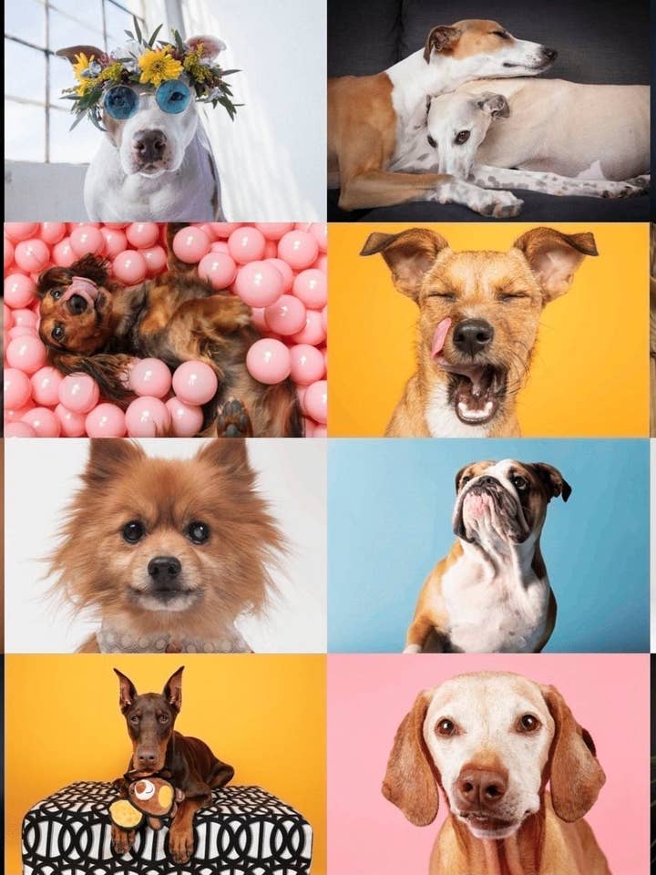 Dogs 500-piece Jigsaw Puzzle with art by Ellen Shershow for wholesale by Oakland Puzzle Company