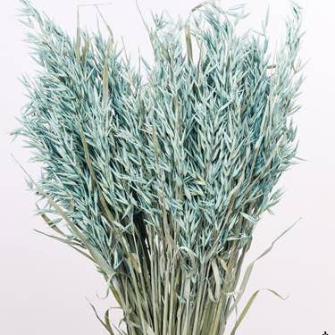 Dutch Flower Studio – wholesale Torkade/pressade blommor – Avena - havregräs - 70 cm - torkade blommor