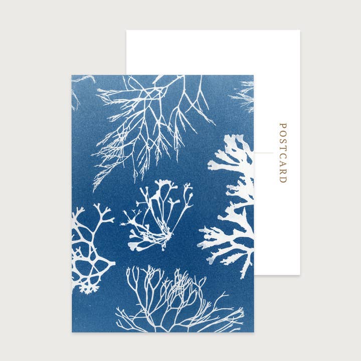 Blue Seaweed Collection Vykort | Födelsedagar, tackanteckning för wholesale av Paper Birch