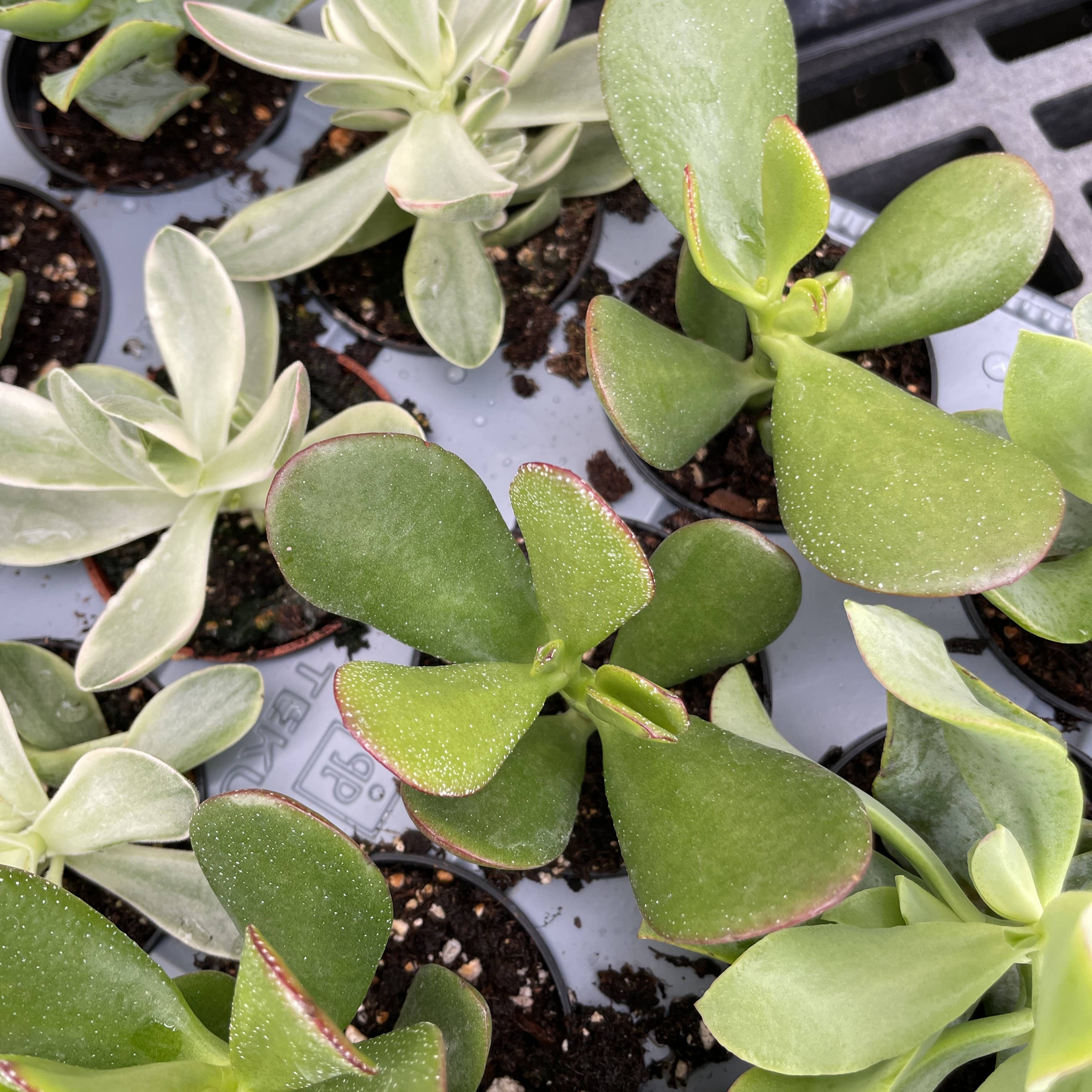 Thorsen's Greenhouse - Wholesale Succulent - Crassula Jade Plant - Assorted -  2" Live Plant8