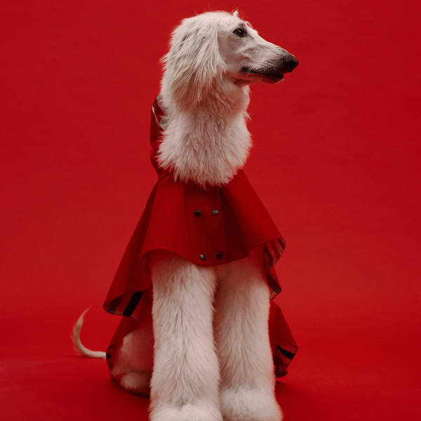 ARISTOPET - Wholesale Pet Raincoat - Dog - WILLIAM WATERPROOF JACKET5