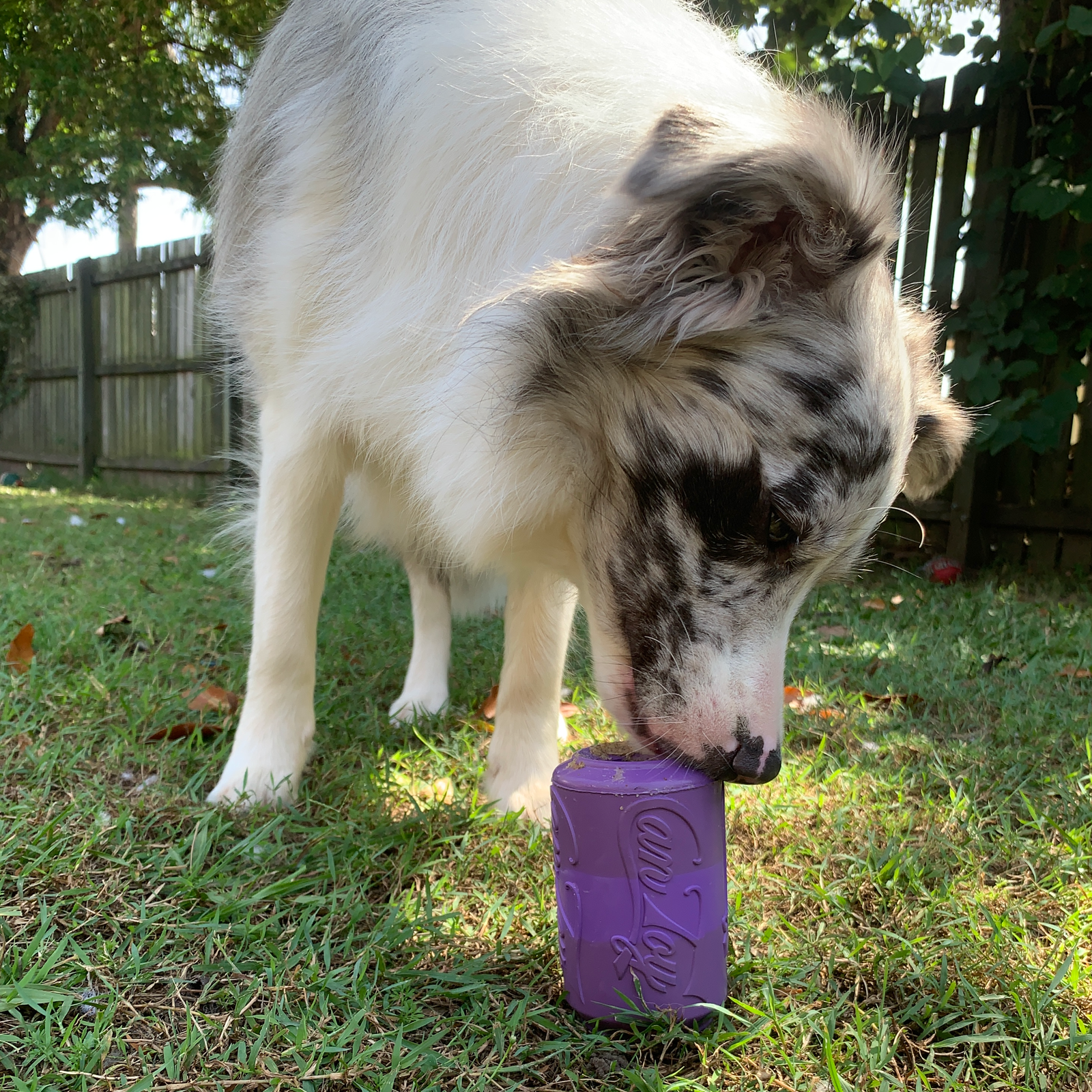 Rover Pet Products - Vente Jouet à mâcher – chien - Canette Toy16