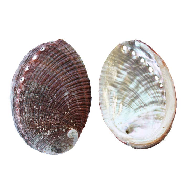 California Seashell Company - Wholesale Decorative Tabletop Object - Small 2-3" Blue/Green Abalone Seashell