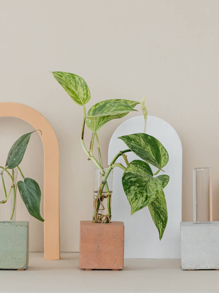 Propagation Vase | Cutting Holder and Propagation Station for wholesale by The Plant Supply