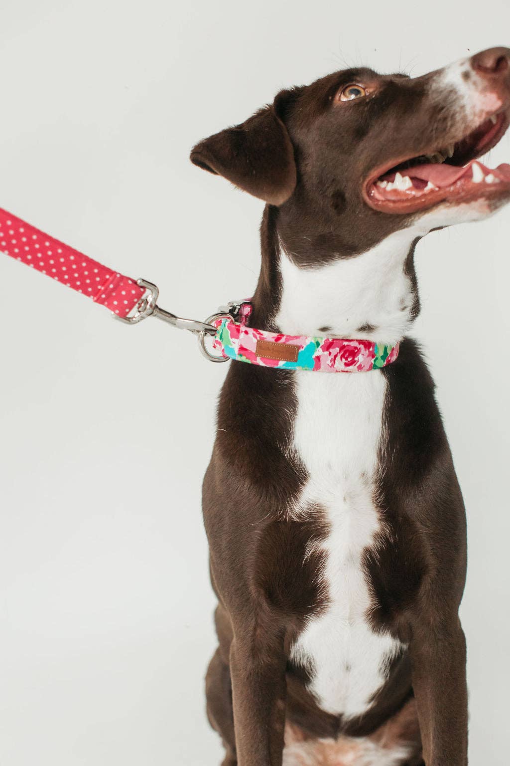 Puddle Jumper Pups – coleira - Cão por atacado – Bolinhas de framboesa15