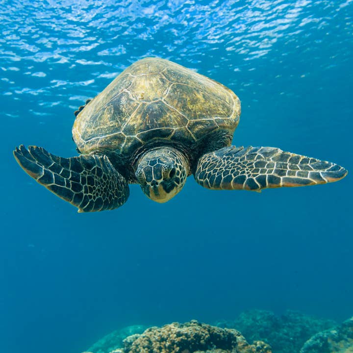 Dans les profondeurs pour la vente par Hougified Media