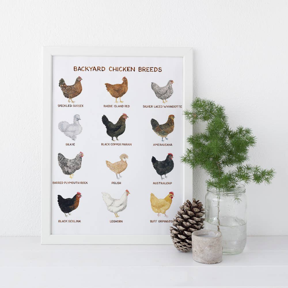 Yardia - Wholesale Art Print - Backyard Chicken Breeds - 11" x 14" Hens Art Print1