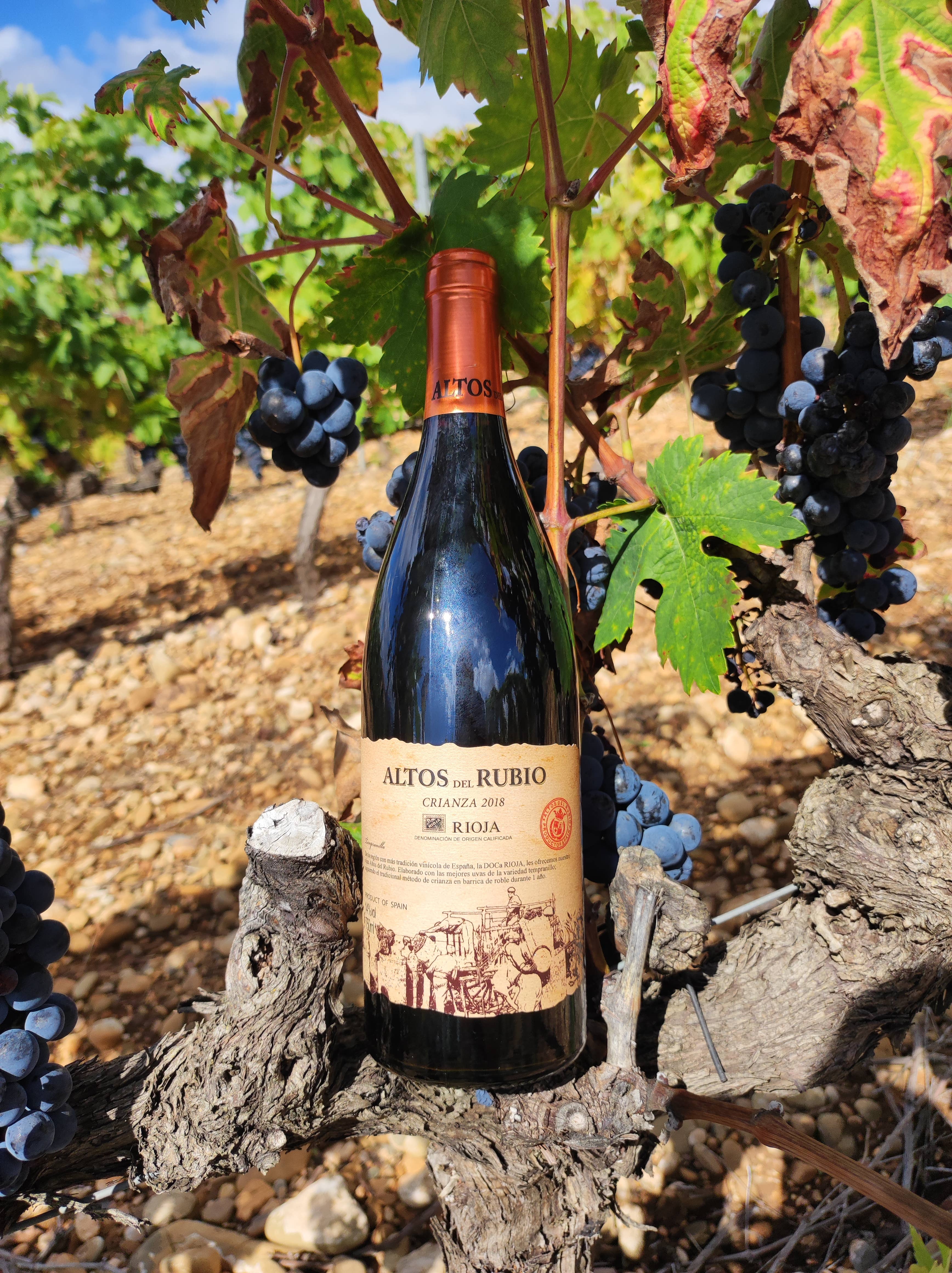 Viñedos y Bodegas Lyng – wholesale Rött vin – D.O.Ca. Crianza rödvin Rioja Altos del Rubio6