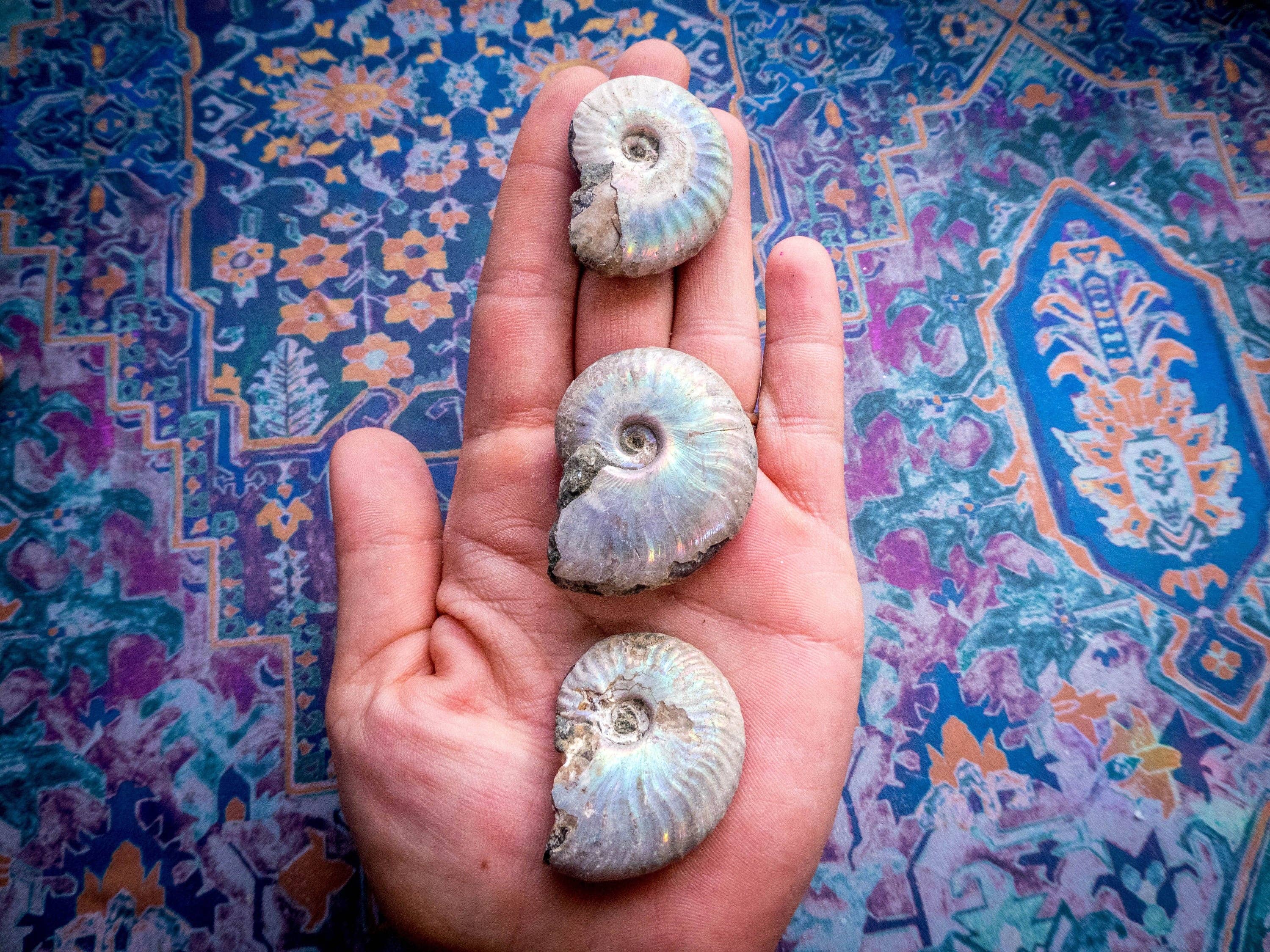 Mandala Gems - Vente Pierre et cristal de spiritualité - Fossile d'ammonite arc-en-ciel, ammonite iridescente, ammolite de Madagascar, vous choisissez la taille5