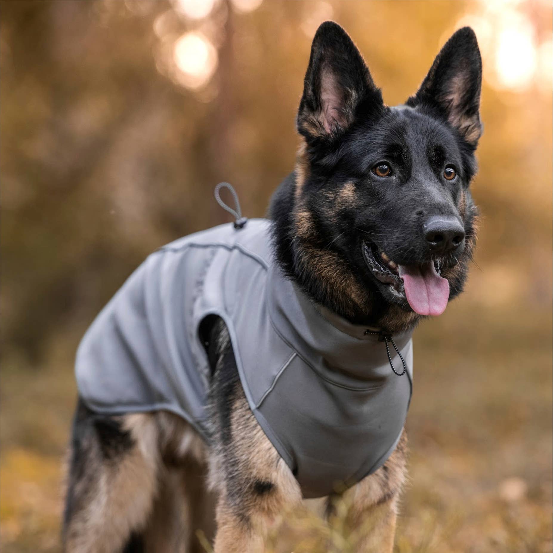 FINNERO - Wholesale Pet Jacket - Dog - UPGRADED MODEL! FINNERO SPORT Softshell Jacket for dogs5