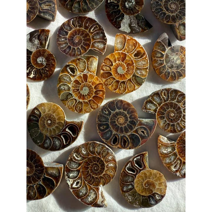 Tumbledshop - Vente Pierre et cristal de spiritualité - Grande tranche de fossile d'ammonite polie coquille fossilisée