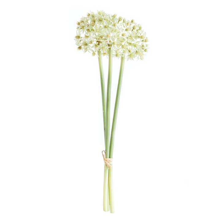 Allium Stems, White for wholesale by Napa Home & Garden