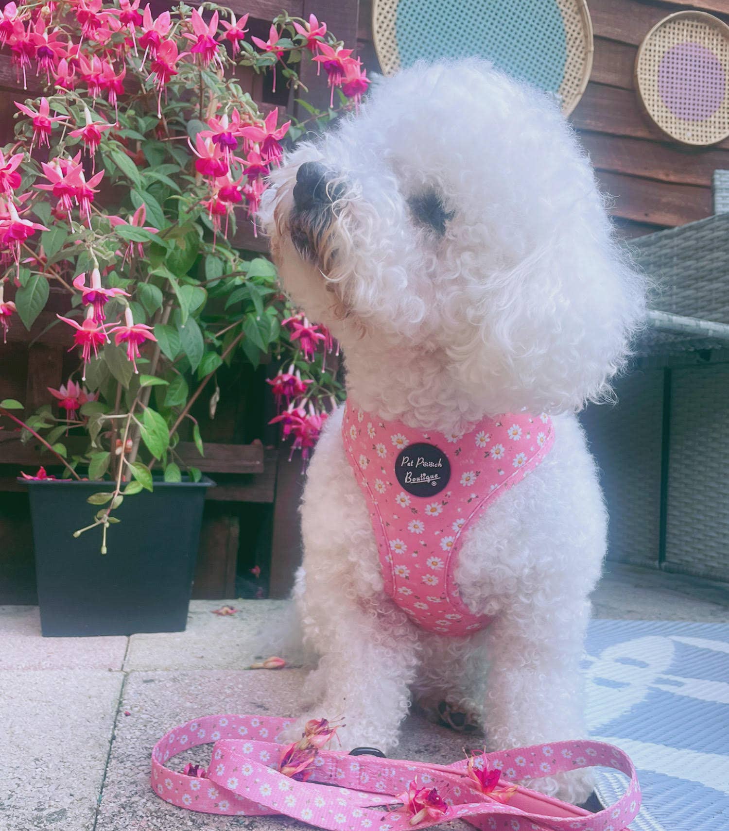 Pet Pooch Boutique - Wholesale Pet harness – Dog - Dusky Pink Daisies Floral Puppy Dog Harness5