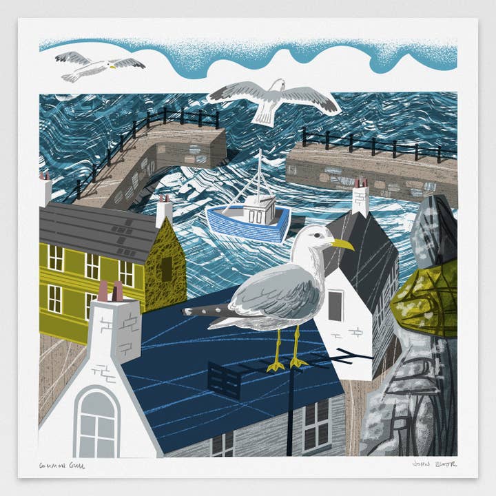 Common Gull digitally printed print, British coastal bird for wholesale by John Bloor Printmaker