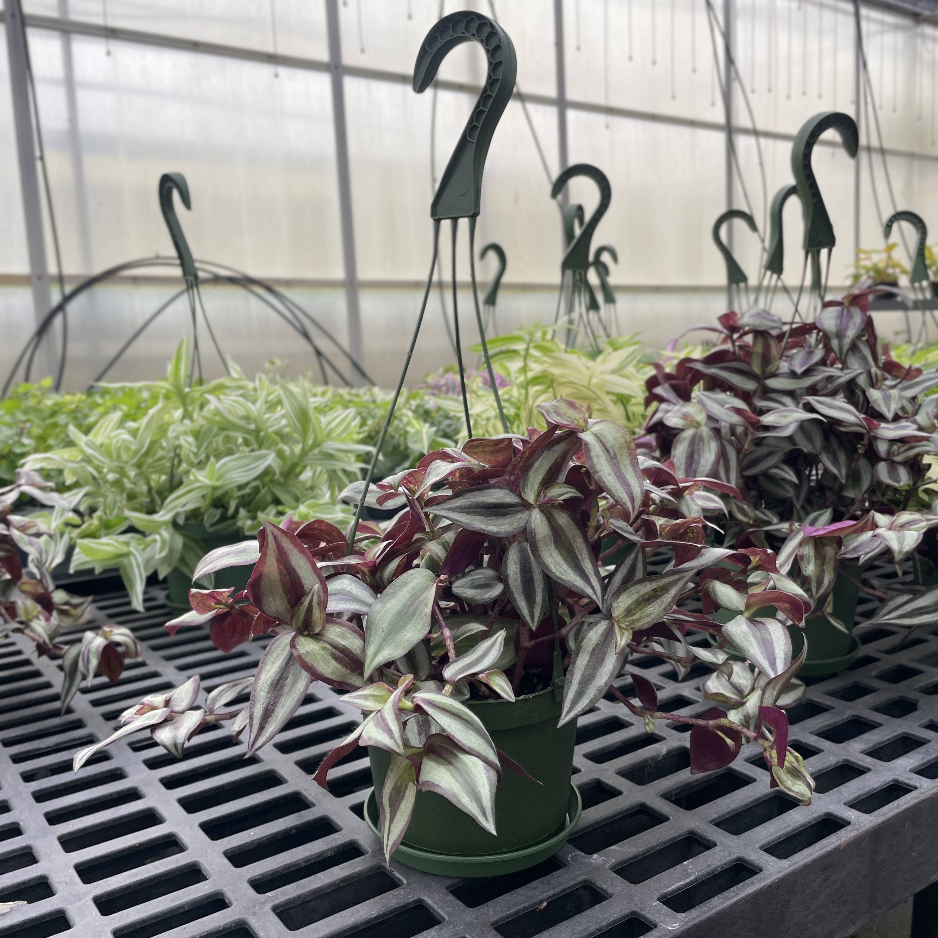 Thorsen's Greenhouse - Wholesale Live Plant - Tradescantia Hanging Basket - 6" Live Plant16
