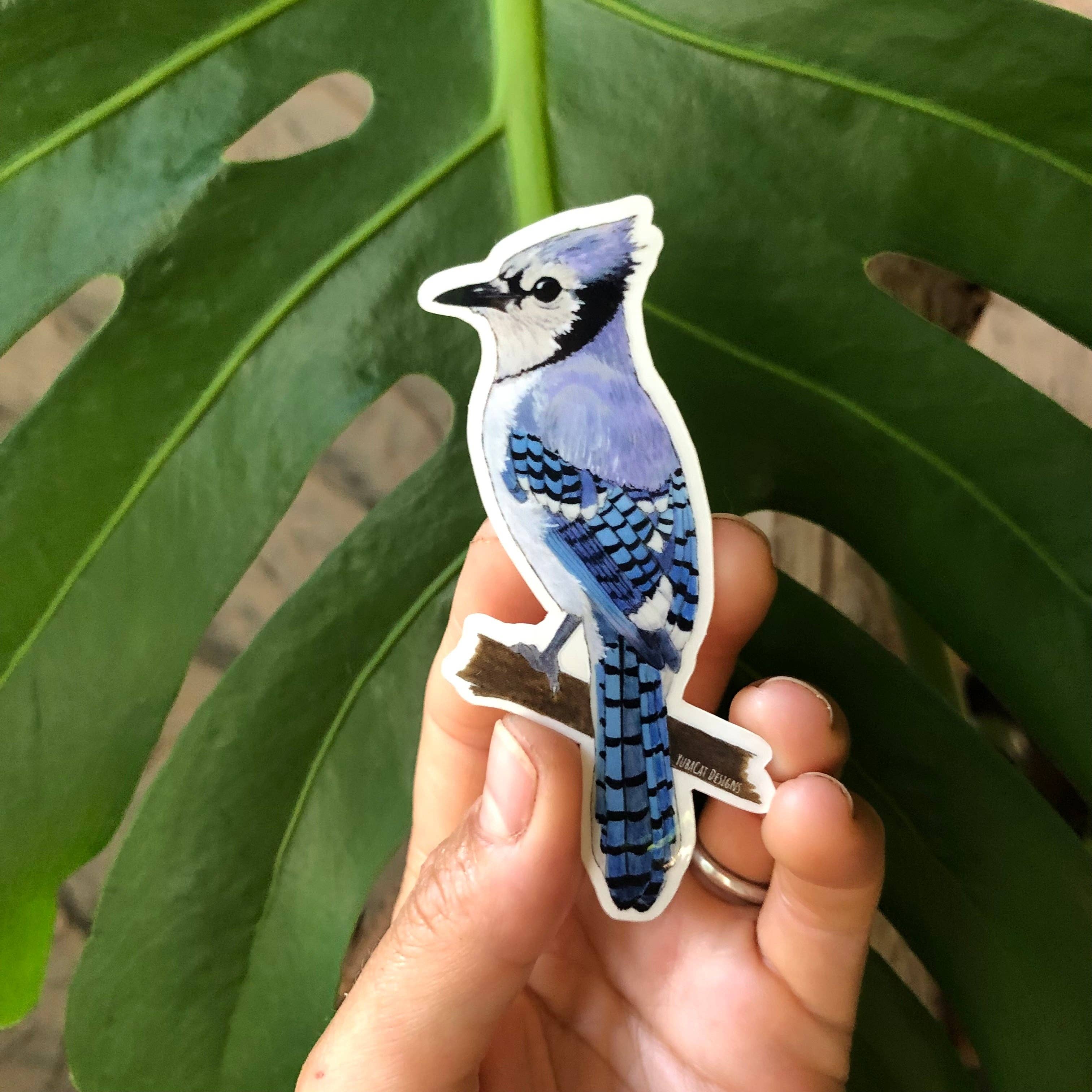 YubaCat Designs - Wholesale Sticker - Blue Jay Sticker2