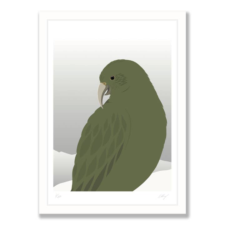 Impressão artística Kea Curious por atacado de Hansby Design