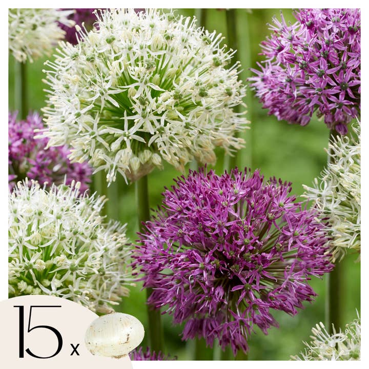Oasis of Life - Wholesale Plant seeds - Allium bulbs – 15 flower bulbs – Purple & White mix – Flower bulbs for garden & bed – Ornamental garlic with purple and white flowers – Hardy spring bloomers1