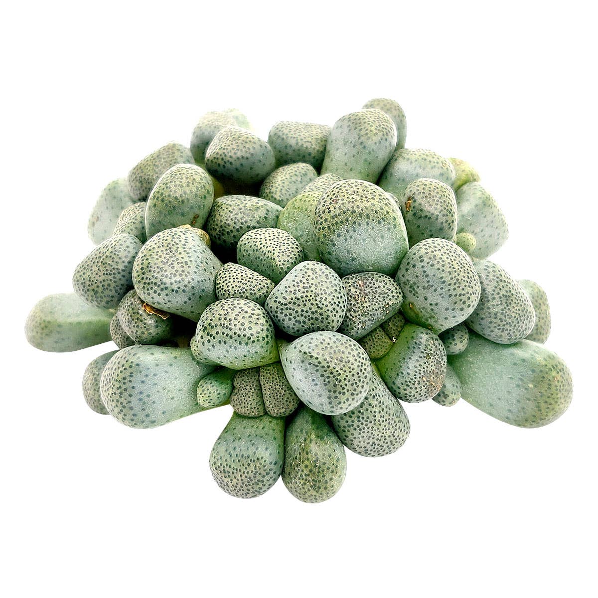 Best Plant Friend - Wholesale Succulent - Aloinopsis Schooneesii - Rare Live Succulents 3 inch Pot1