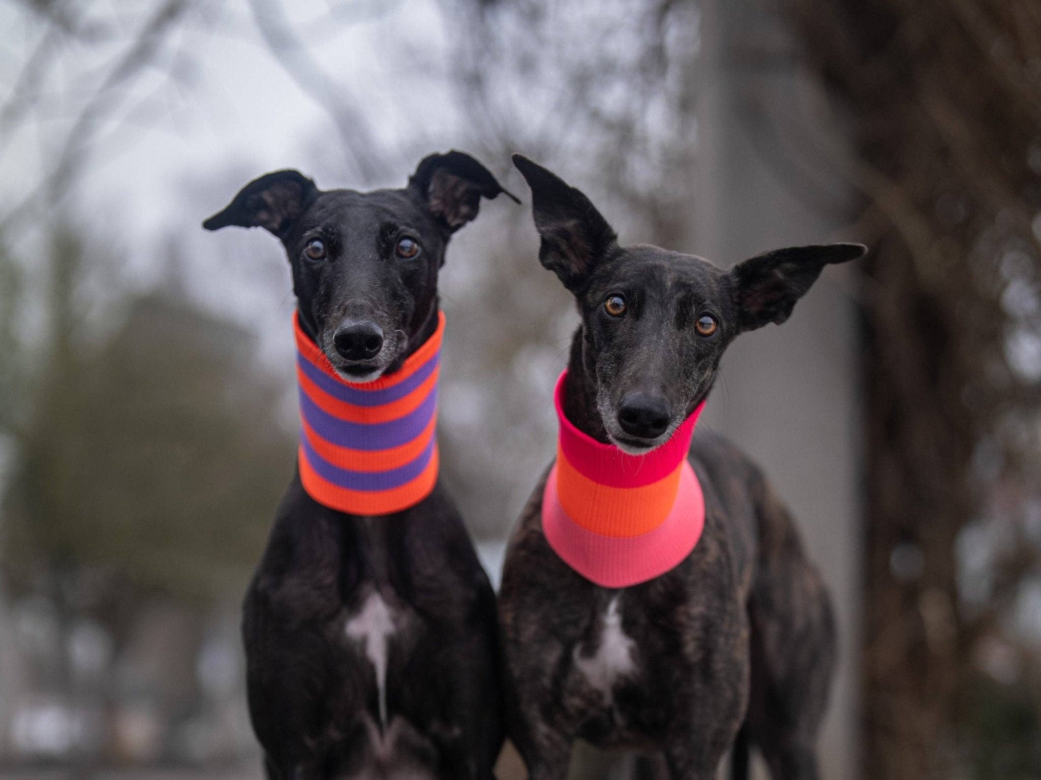 Parada Rosa THE GLOW LOOP 2.0 - Coleira Neon para Cães - (Desfile Rosa) para venda a revendedores na Faire2