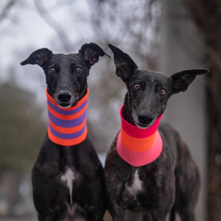 Parada Rosa THE GLOW LOOP 2.0 - Coleira Neon para Cães - (Desfile Rosa) para venda a revendedores na Faire2