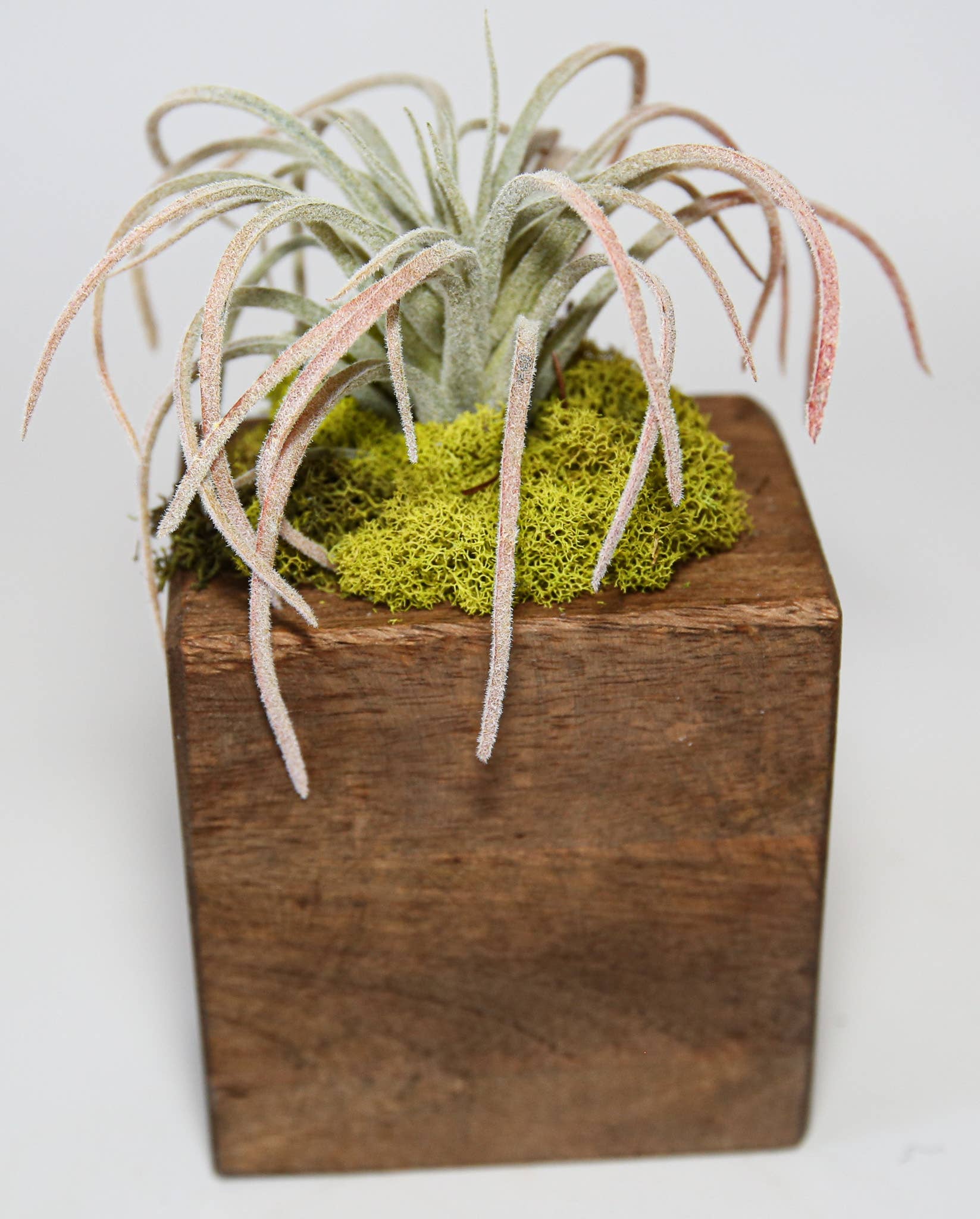 Forever Green Art - Wholesale Succulent - Succulent Sugar Mold Set of 915