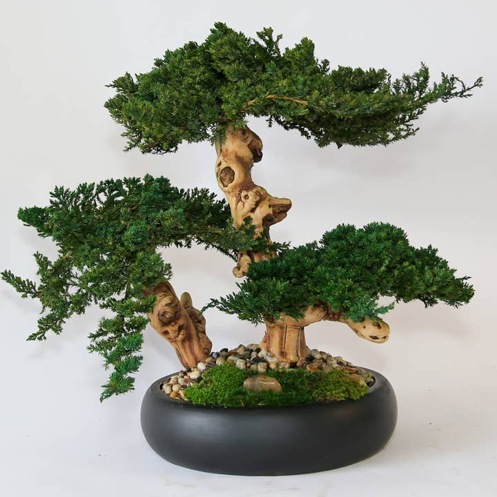Forever Green Art - Wholesale Artificial Plant - Preserved Triple Bonsai Tree in 13" Mango Wood Bowl3