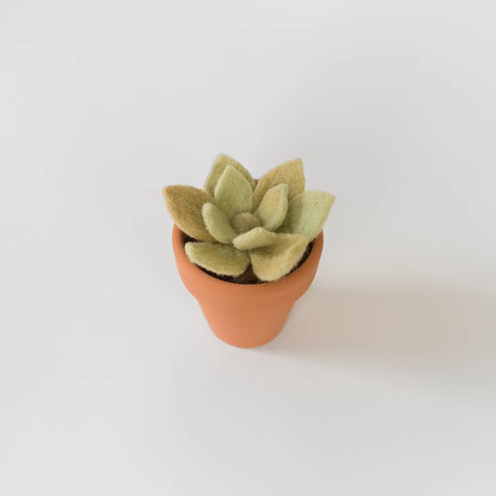 PetitFelts - Wholesale DIY Craft Kit - Needle Felting Kit - DIY - Succulent1