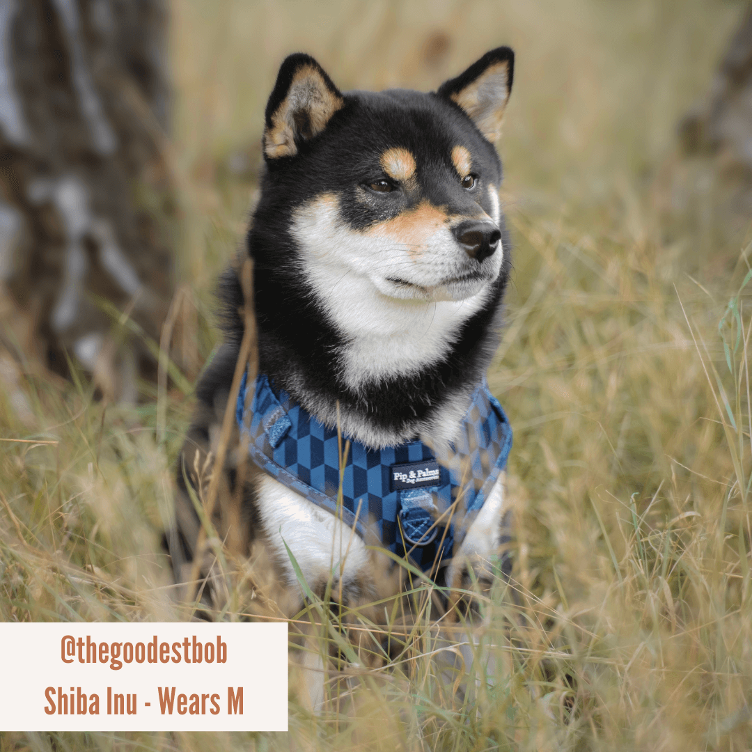 Pip and Palms - Wholesale Pet Harness - Dog - Dog Harness Shades of Blue4