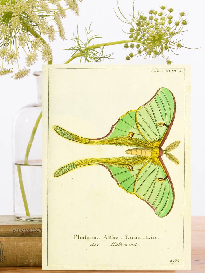 RS305P ~ Whimsical Greeting Card for wholesale by Madame Treacle