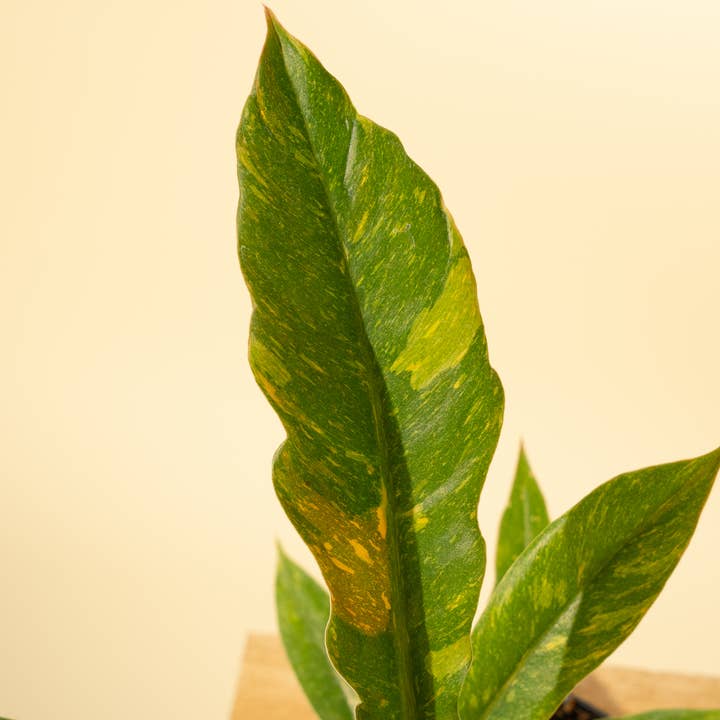 BWH Plant Co - Wholesale Live Plant - 4" Philodendron 'Ring of Fire'