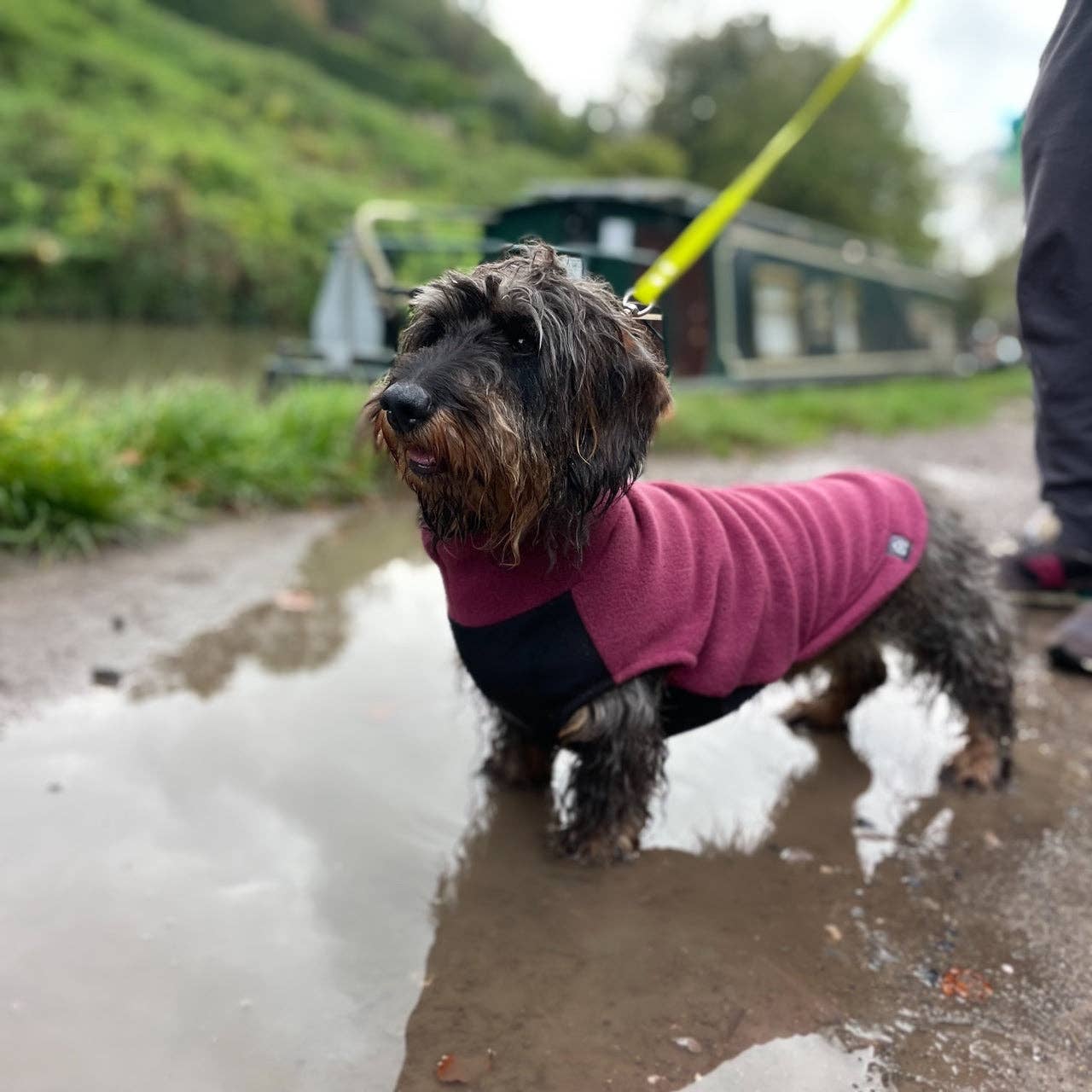 Doghouse – wholesale Tröja - Hund – Standard taxfleecetröja med vattentät magpanel11