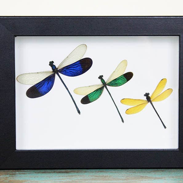 Newman Art Designs - Wholesale Wall Accent - Triplet Damselfly in a Frame0