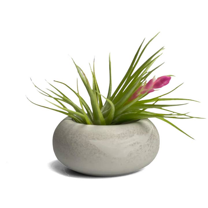AURA 8 Art Boutique – wholesale Kruka – Söt Air Plant Hållare, Modern Airplant Display